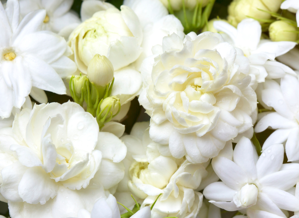 Jasmine Floral Notes