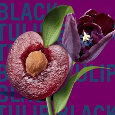 Shay & Blue Black Tulip