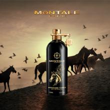 Arabians Tonka